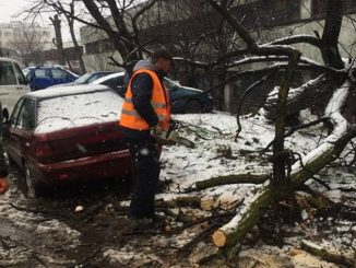 Vântul puternic a rupt copacii. FOTO Arhivă