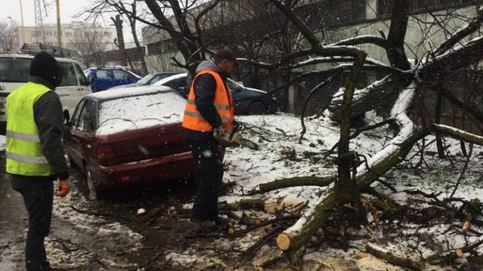 Vântul puternic a rupt copacii. FOTO Arhivă