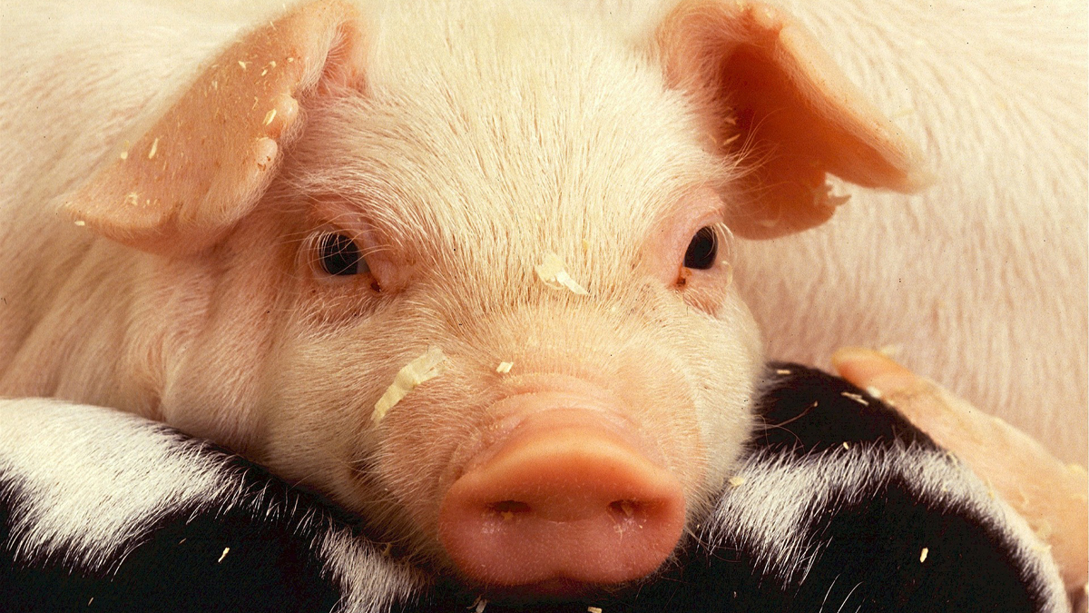 DSVSA Ialomița avertizează că este un risc pentru sănătate consumul de carne de porc, fără a fi verificată în sensul infestării cu Trichinella spiralis