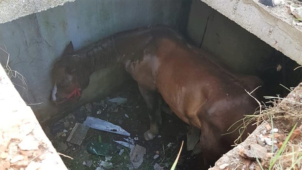 Intervenție a pompierilor ialomițeni pentru salvarea unui cal. FOTO ISU Ialomița