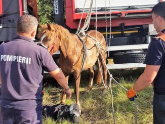 Intervenție a pompierilor ialomițeni pentru salvarea unui cal. FOTO ISU Ialomița