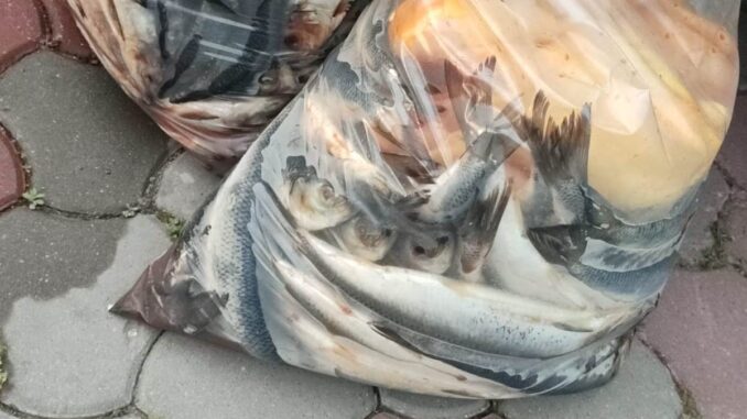 Pește confiscat de polițiști. FOTO IPJ Ialomița